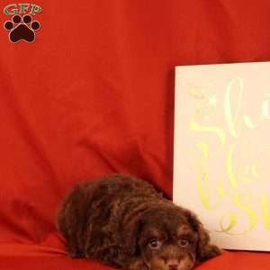 Fiona, Morkie-Poo Puppy